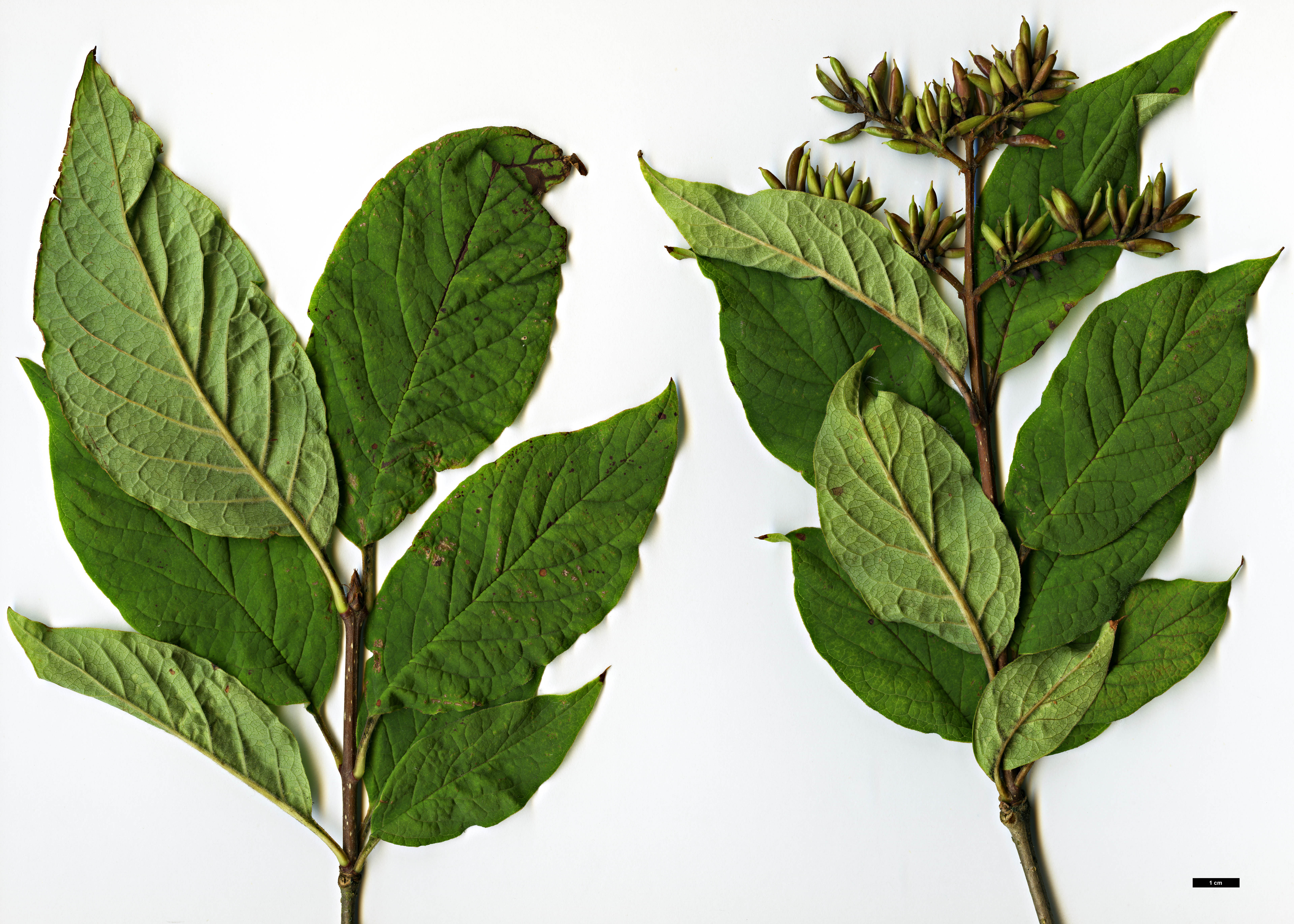 High resolution image: Family: Oleaceae - Genus: Syringa - Taxon: ×henryi - SpeciesSub: 'Alba' (S.josikaea × S.villosa)